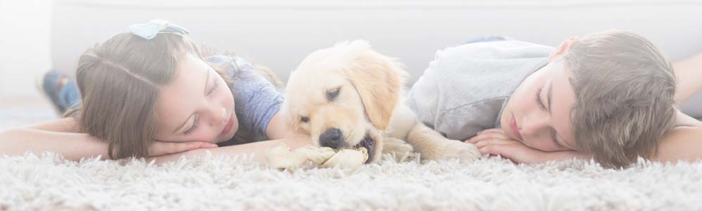 38105614 – siblings sleeping with dog on rug at home